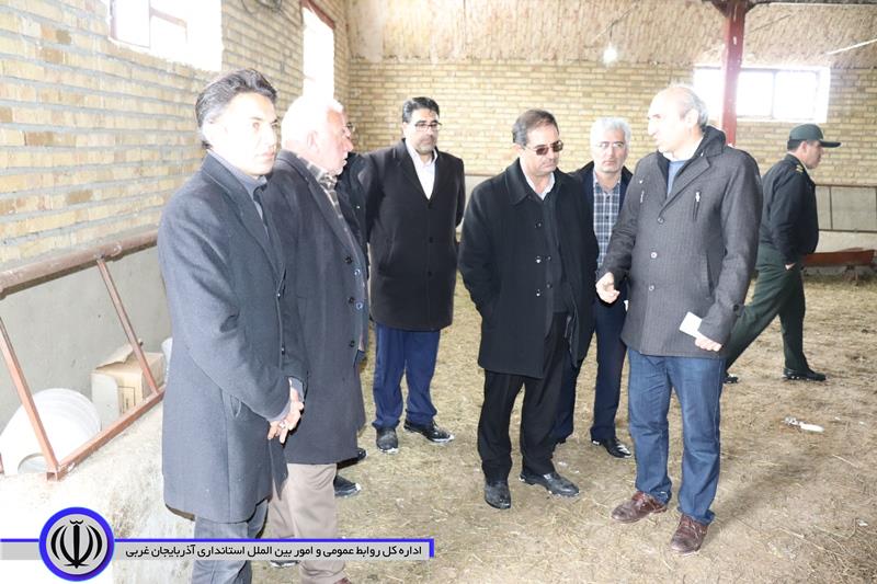 بازدید فرماندار چالدران از واحد دامداری صنعتی