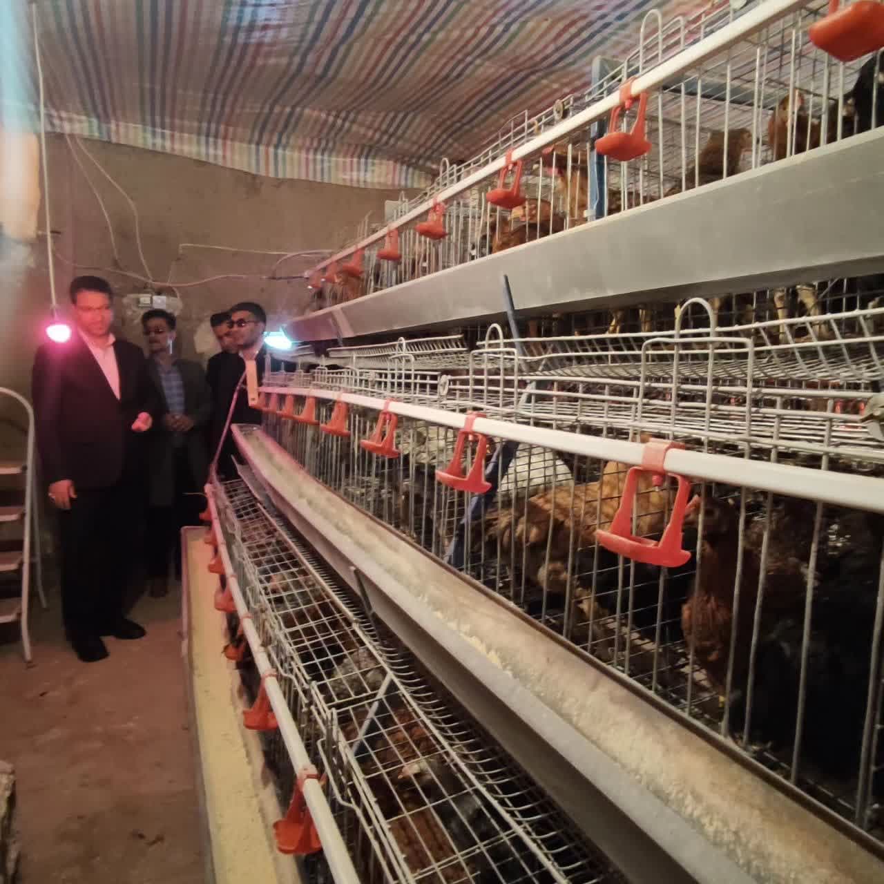 بازدید محمد رضا عبداله نژاد فرماندار چالدران به همراه بخشدار مرکزی از واحد پرورش مرغ خانگی تخم گذار