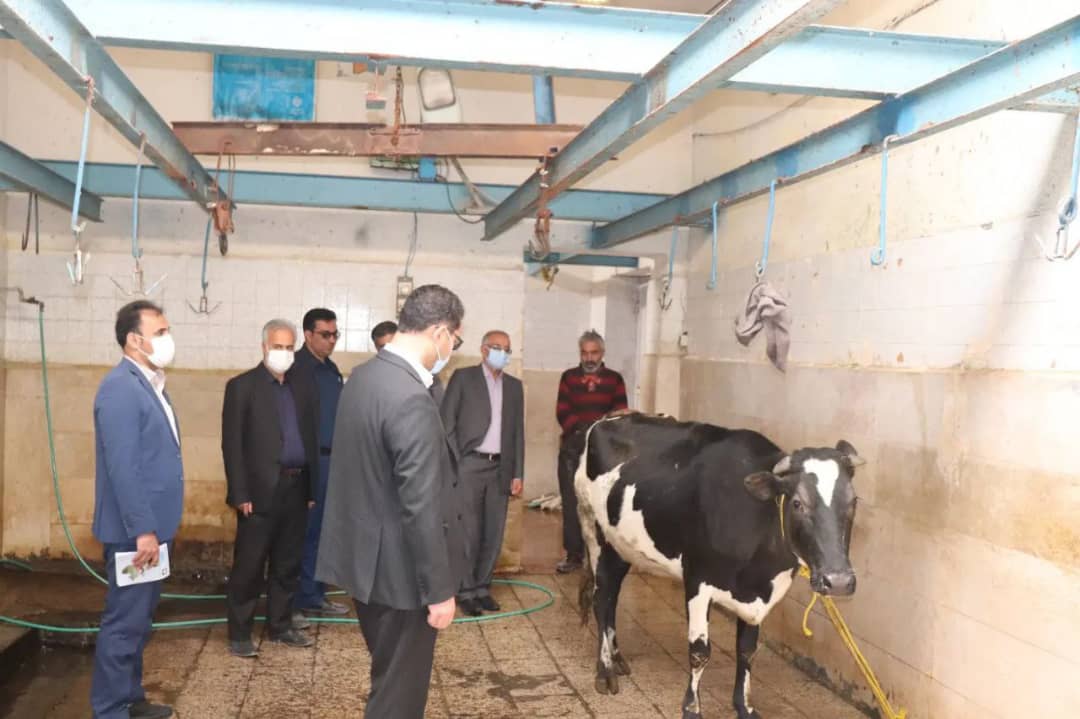 محمدرضا عبدالله نژاد فرماندار شهرستان چالدران به همراه معاونین فرماندار , شهردار سیه چشمه از کشتارگاه دام (سنگین و سبک) شهرستان چالدران بازدید بعمل آوردند.