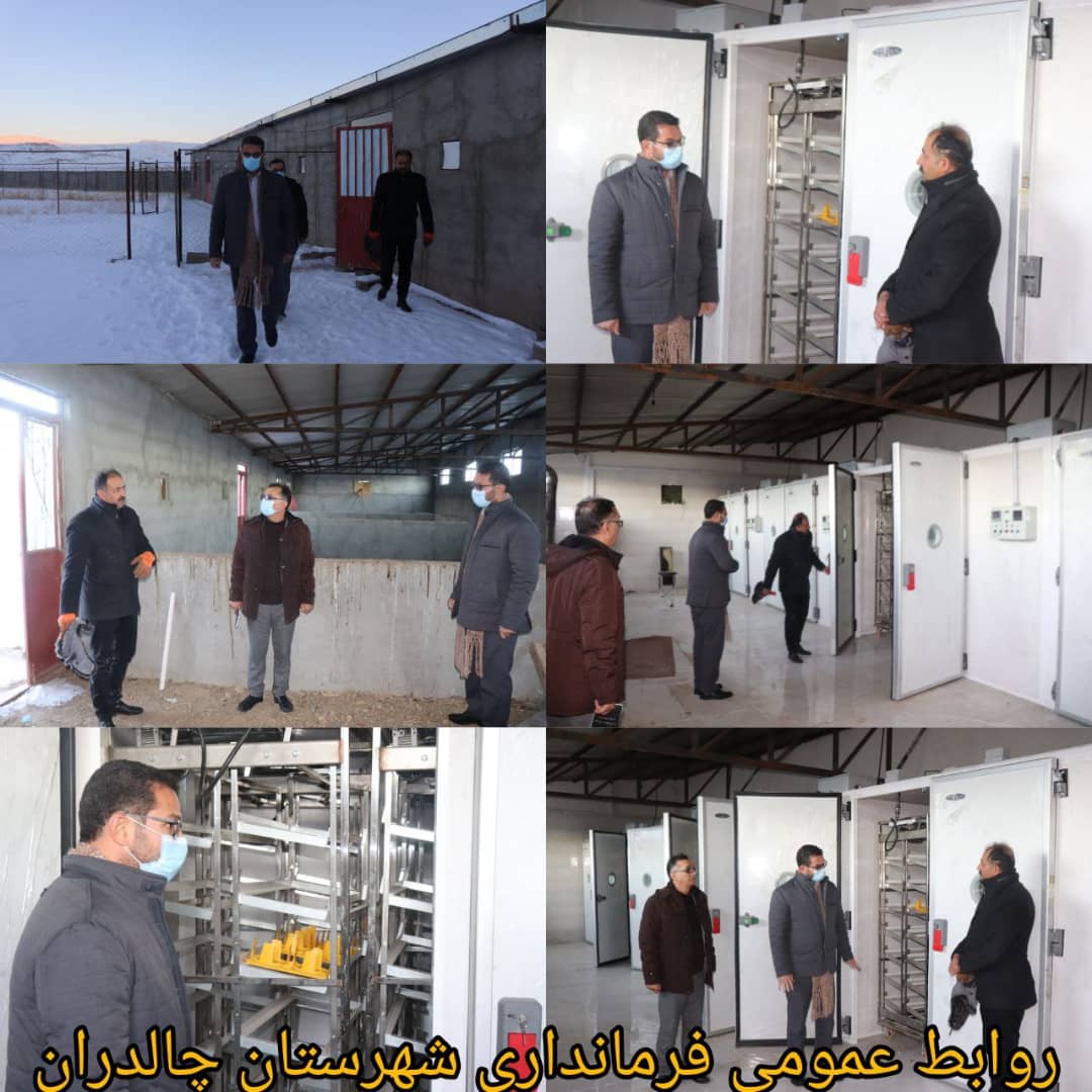 ✅فرماندار شهرستان چالدران ازطرح مزرعه پرورش شتر مرغ در چالدران بازدید کرد.